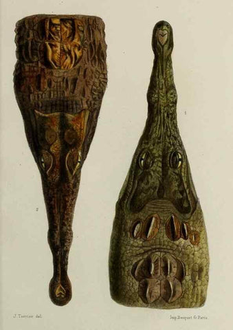 Reproducción/Reproduction 49552343357: Faune de la Sénégambie. Paris :O. Doin,1883-1887.. 