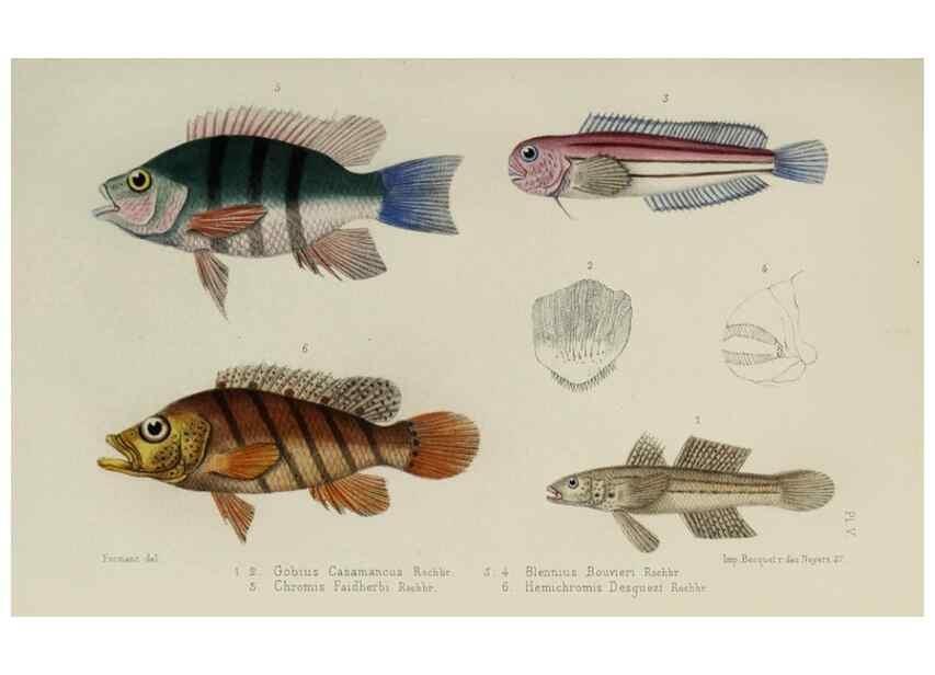 Reproducción/Reproduction 49552112991: Faune de la Sénégambie. Paris :O. Doin,1883-1887.. 