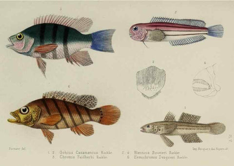 Reproducción/Reproduction 49552112991: Faune de la Sénégambie. Paris :O. Doin,1883-1887.. 