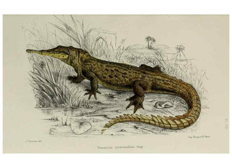 Reproducción/Reproduction 49551609243: Faune de la Sénégambie. Paris :O. Doin,1883-1887.. 