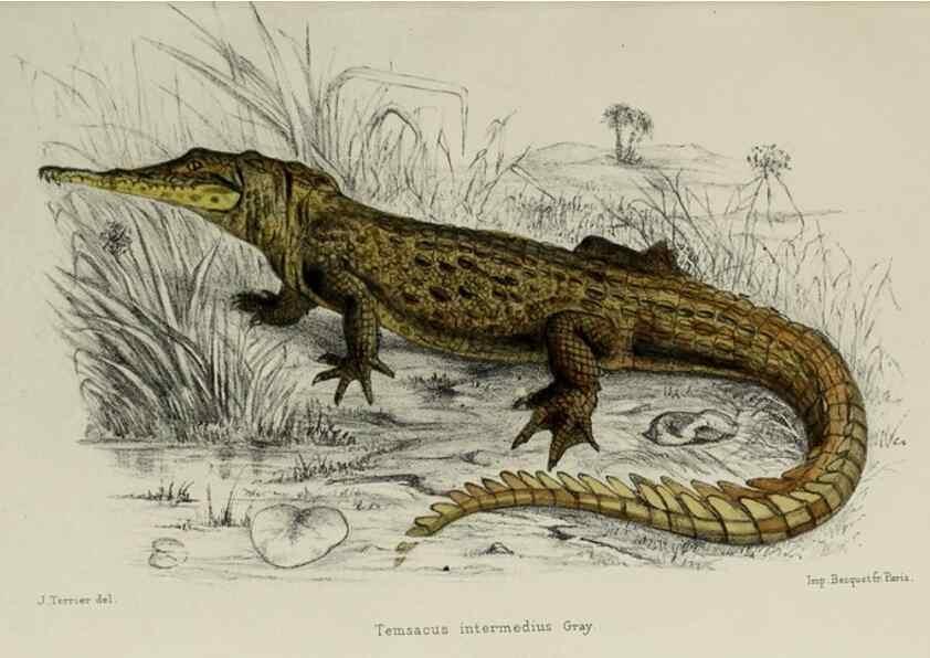 Reproducción/Reproduction 49551609243: Faune de la Sénégambie. Paris :O. Doin,1883-1887.. 