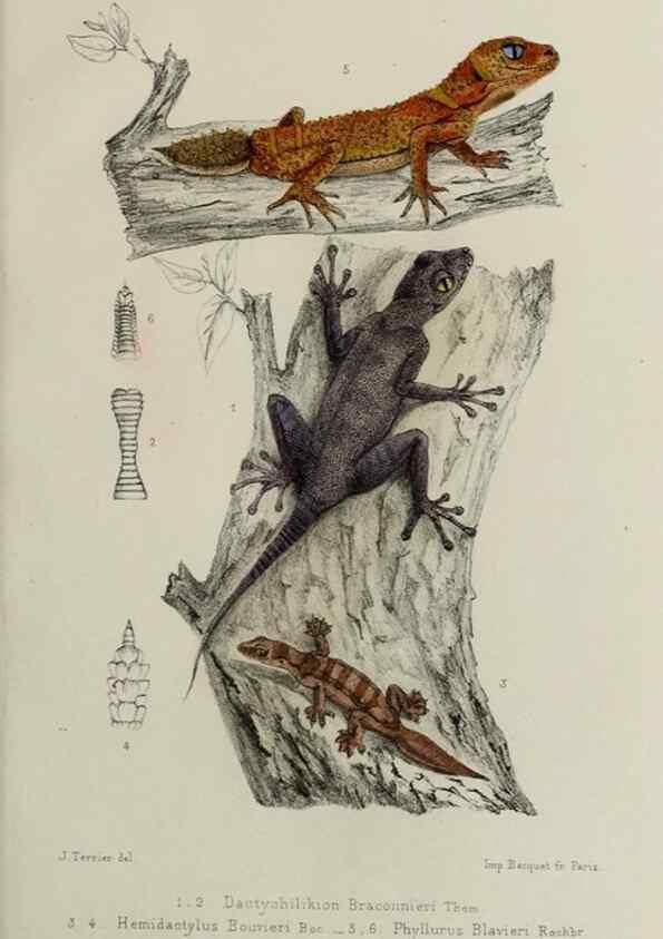 Reproducción/Reproduction 49551610288: Faune de la Sénégambie. Paris :O. Doin,1883-1887.. 