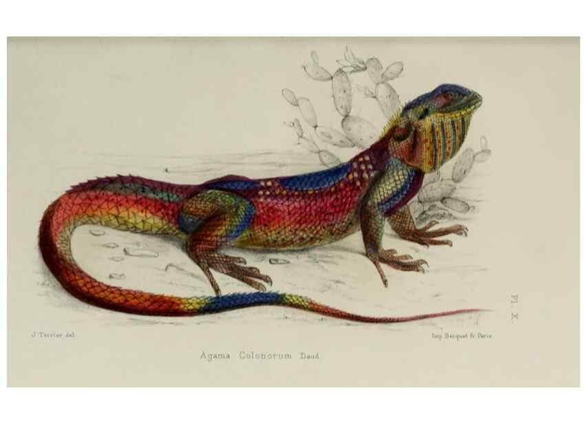 Reproducción/Reproduction 49552345177: Faune de la Sénégambie. Paris :O. Doin,1883-1887.. 