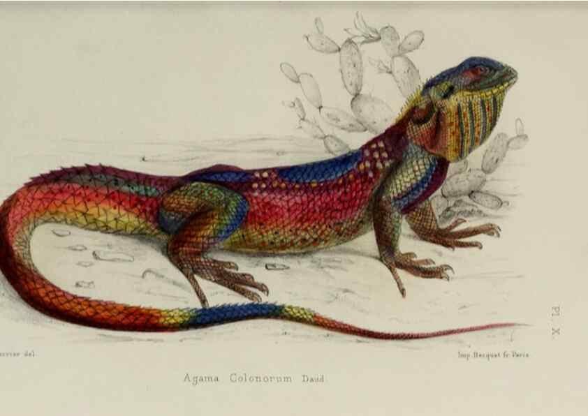 Reproducción/Reproduction 49552345177: Faune de la Sénégambie. Paris :O. Doin,1883-1887.. 