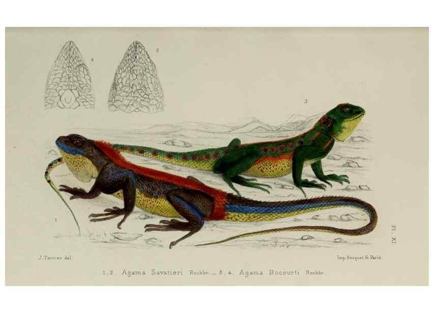 Reproducción/Reproduction 49551610683: Faune de la Sénégambie. Paris :O. Doin,1883-1887.. 