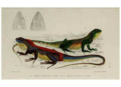 Reproducción/Reproduction 49551610683: Faune de la Sénégambie. Paris :O. Doin,1883-1887.. 