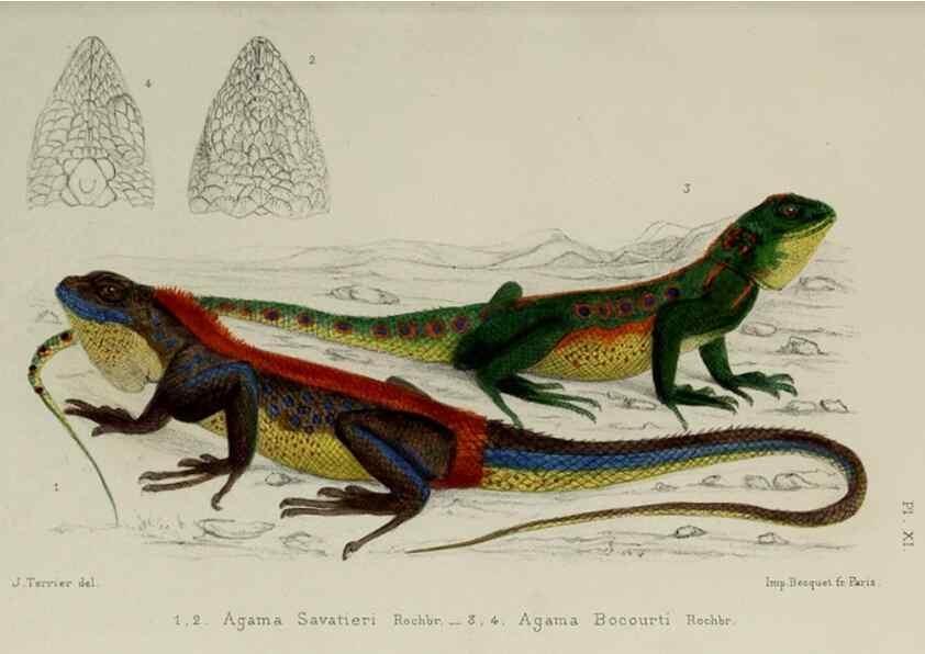 Reproducción/Reproduction 49551610683: Faune de la Sénégambie. Paris :O. Doin,1883-1887.. 
