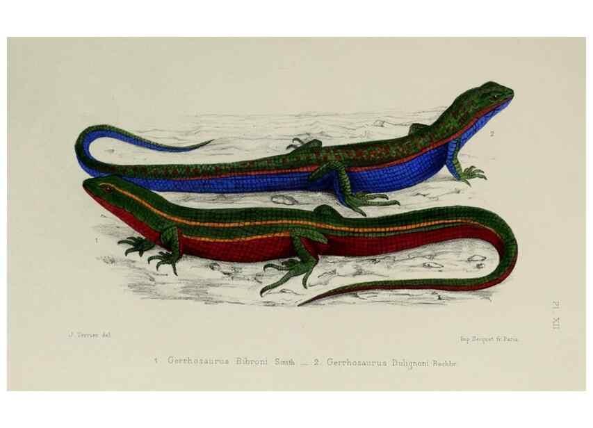 Reproducción/Reproduction 49551610933: Faune de la Sénégambie. Paris :O. Doin,1883-1887.. 
