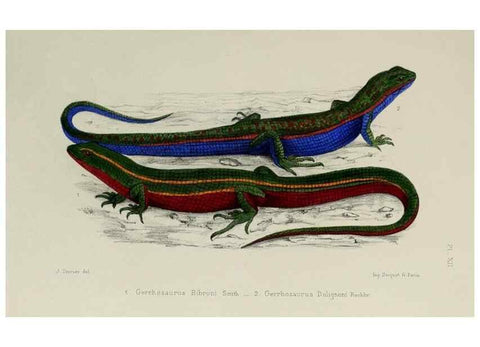 Reproducción/Reproduction 49551610933: Faune de la Sénégambie. Paris :O. Doin,1883-1887.. 