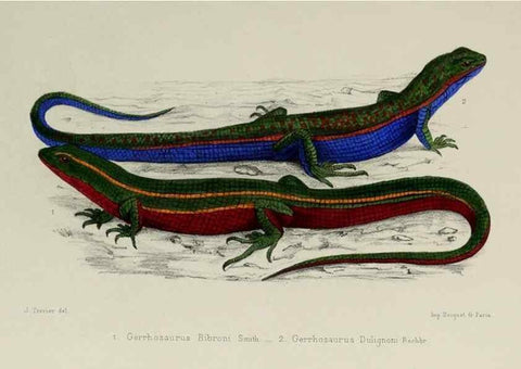 Reproducción/Reproduction 49551610933: Faune de la Sénégambie. Paris :O. Doin,1883-1887.. 
