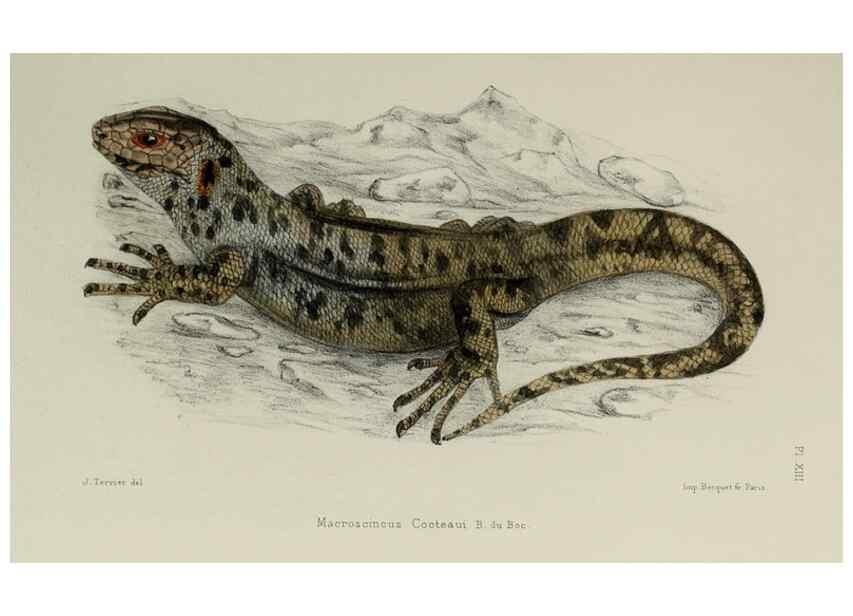 Reproducción/Reproduction 49552345962: Faune de la Sénégambie. Paris :O. Doin,1883-1887.. 