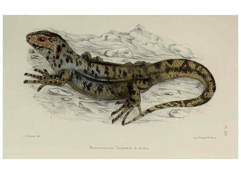 Reproducción/Reproduction 49552345962: Faune de la Sénégambie. Paris :O. Doin,1883-1887.. 