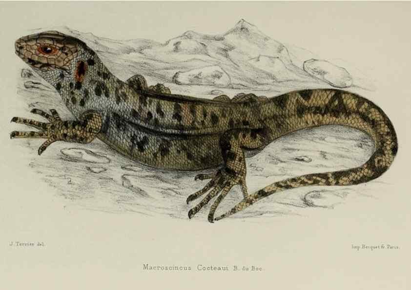 Reproducción/Reproduction 49552345962: Faune de la Sénégambie. Paris :O. Doin,1883-1887.. 