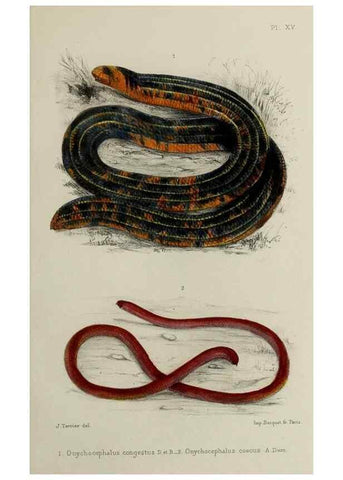 Reproducción/Reproduction 49552108881: Faune de la Sénégambie. Paris :O. Doin,1883-1887.. 