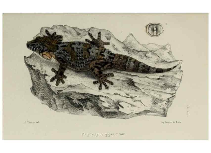 Reproducción/Reproduction 49551609993: Faune de la Sénégambie. Paris :O. Doin,1883-1887.. 