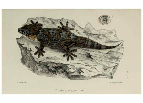 Reproducción/Reproduction 49551609993: Faune de la Sénégambie. Paris :O. Doin,1883-1887.. 