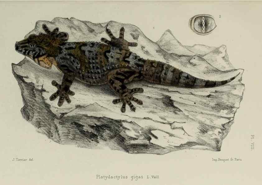 Reproducción/Reproduction 49551609993: Faune de la Sénégambie. Paris :O. Doin,1883-1887.. 