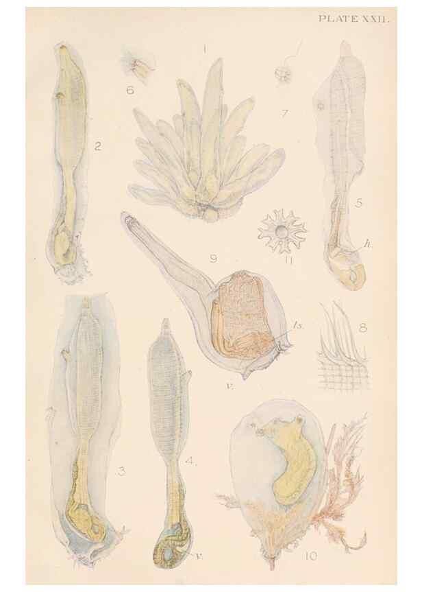 Reproducción/Reproduction 49551671118: The British Tunicata;. London,Printed for the Ray society,1905-12.. 