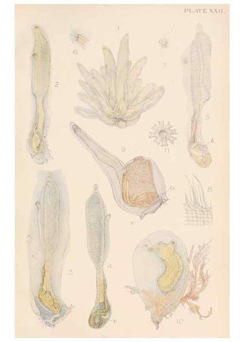 Reproducción/Reproduction 49551671118: The British Tunicata;. London,Printed for the Ray society,1905-12.. 