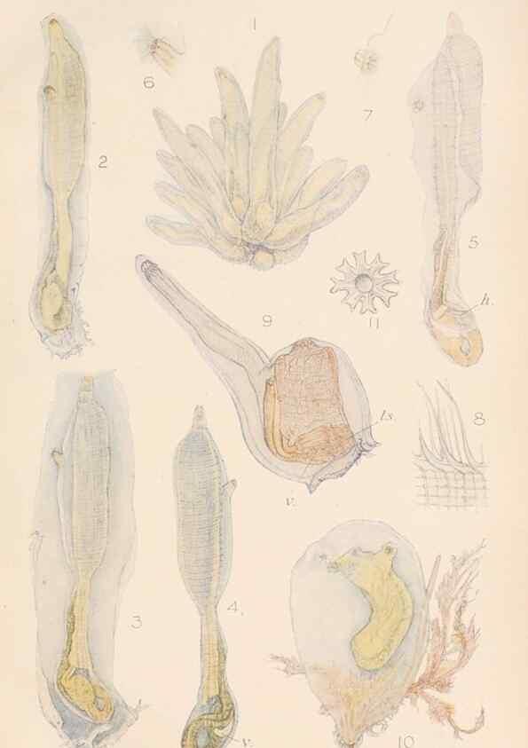 Reproducción/Reproduction 49551671118: The British Tunicata;. London,Printed for the Ray society,1905-12.. 