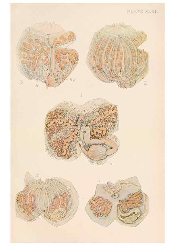 Reproducción/Reproduction 49552172486: The British Tunicata;. London,Printed for the Ray society,1905-12.. 