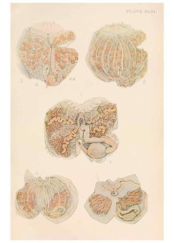 Reproducción/Reproduction 49552172486: The British Tunicata;. London,Printed for the Ray society,1905-12.. 