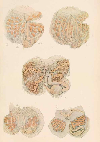 Reproducción/Reproduction 49552172486: The British Tunicata;. London,Printed for the Ray society,1905-12.. 