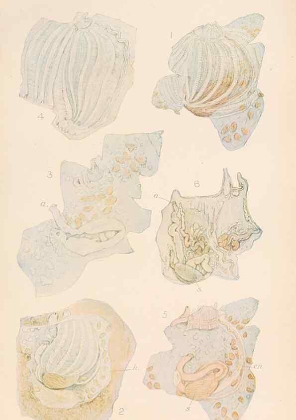 Reproducción/Reproduction 49552410772: The British Tunicata;. London,Printed for the Ray society,1905-12.. 
