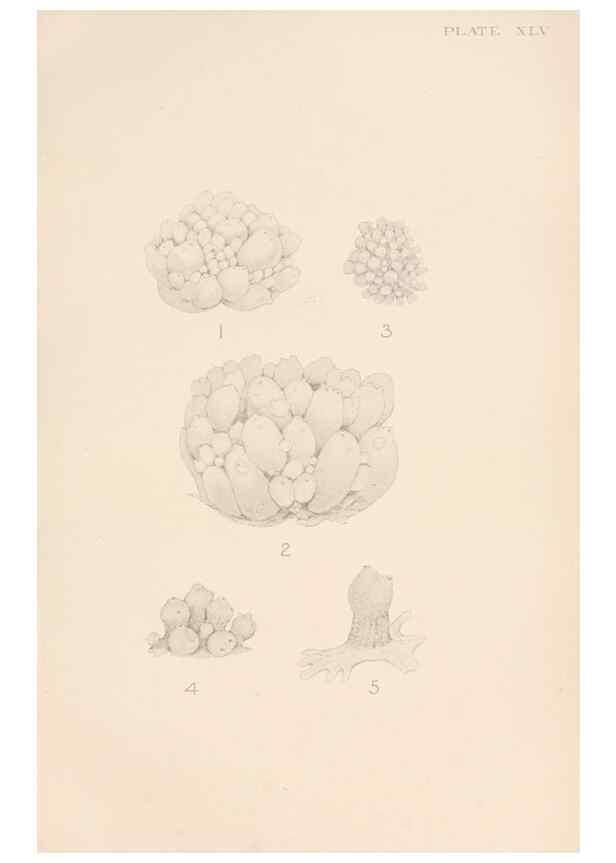 Reproducción/Reproduction 49551676708: The British Tunicata;. London,Printed for the Ray society,1905-12.. 