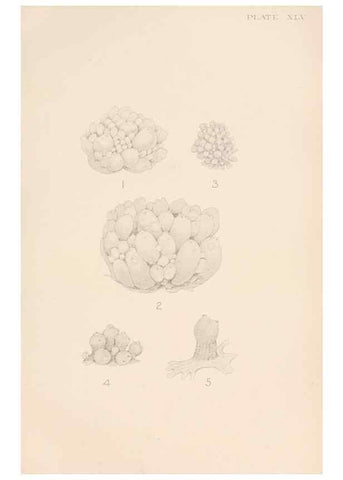Reproducción/Reproduction 49551676708: The British Tunicata;. London,Printed for the Ray society,1905-12.. 