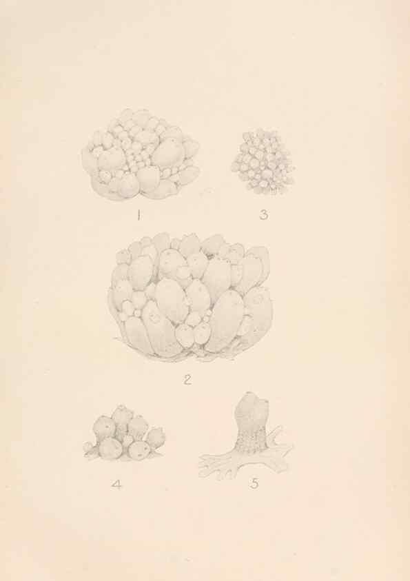 Reproducción/Reproduction 49551676708: The British Tunicata;. London,Printed for the Ray society,1905-12.. 