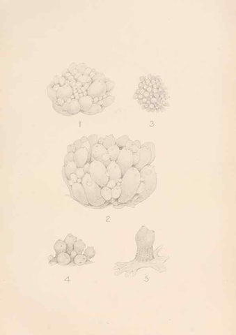 Reproducción/Reproduction 49551676708: The British Tunicata;. London,Printed for the Ray society,1905-12.. 