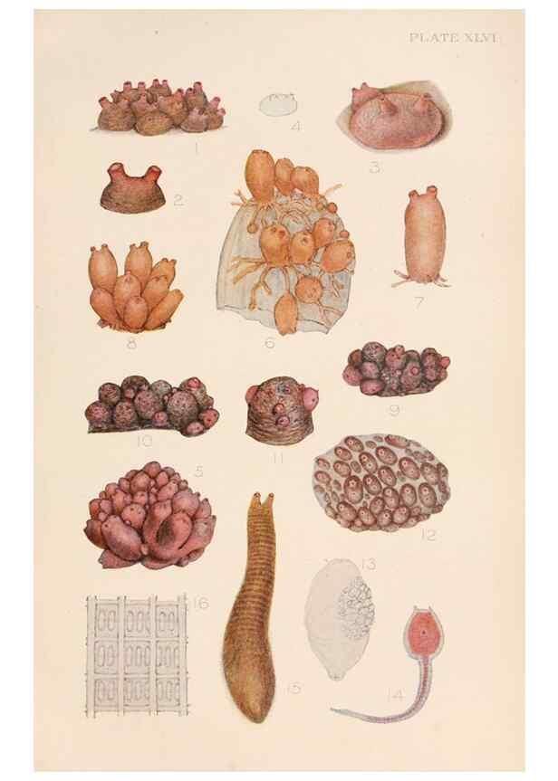 Reproducción/Reproduction 49552411292: The British Tunicata;. London,Printed for the Ray society,1905-12.. 