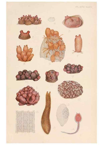 Reproducción/Reproduction 49552411292: The British Tunicata;. London,Printed for the Ray society,1905-12.. 