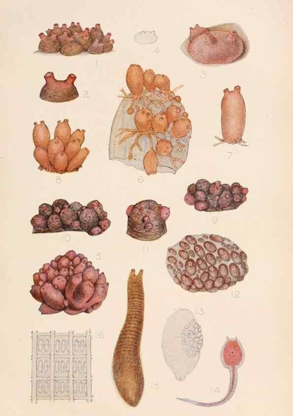 Reproducción/Reproduction 49552411292: The British Tunicata;. London,Printed for the Ray society,1905-12.. 
