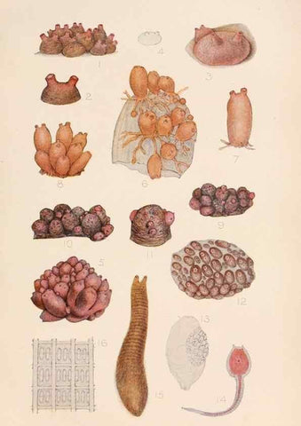 Reproducción/Reproduction 49552411292: The British Tunicata;. London,Printed for the Ray society,1905-12.. 