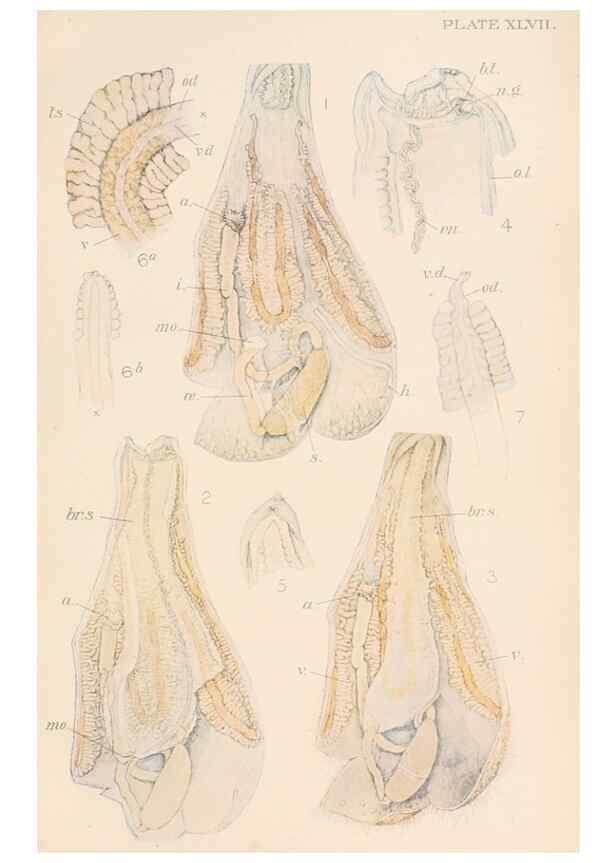 Reproducción/Reproduction 49552411612: The British Tunicata;. London,Printed for the Ray society,1905-12.. 