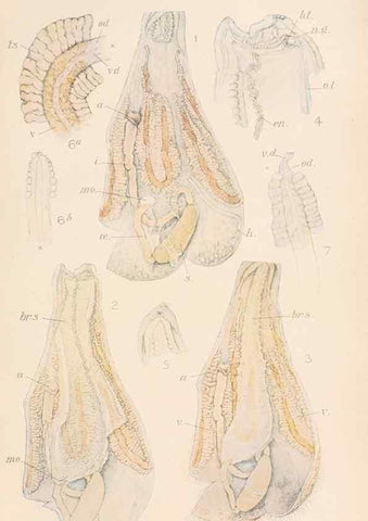 Reproducción/Reproduction 49552411612: The British Tunicata;. London,Printed for the Ray society,1905-12.. 