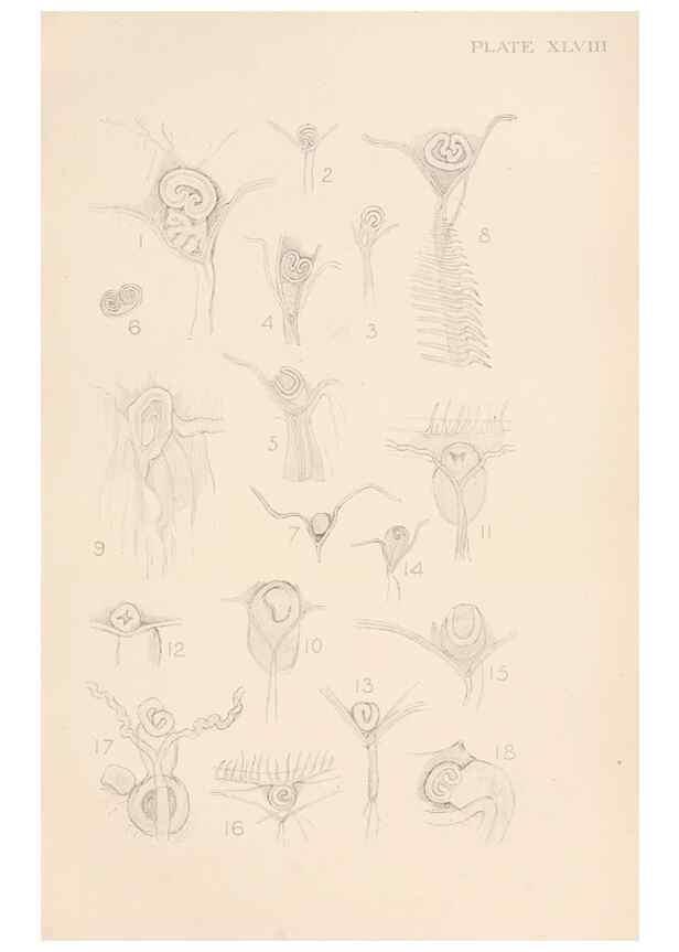 Reproducción/Reproduction 49551677523: The British Tunicata;. London,Printed for the Ray society,1905-12.. 