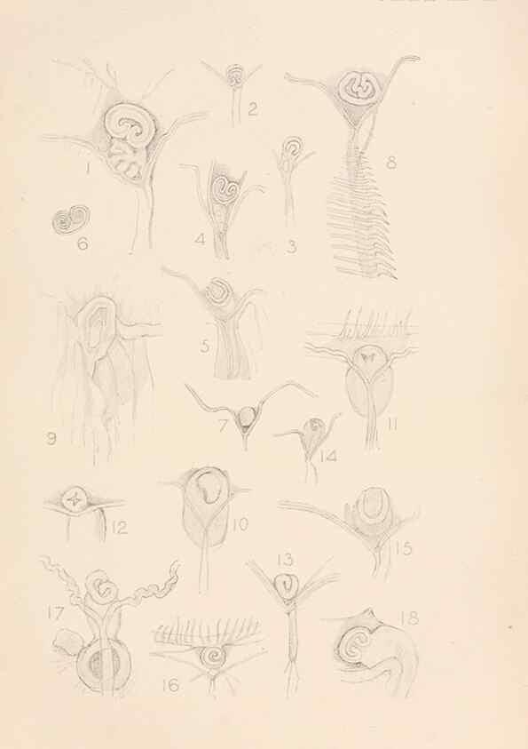 Reproducción/Reproduction 49551677523: The British Tunicata;. London,Printed for the Ray society,1905-12.. 