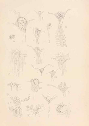Reproducción/Reproduction 49551677523: The British Tunicata;. London,Printed for the Ray society,1905-12.. 