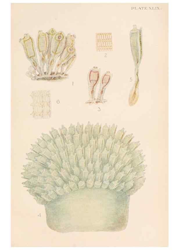 Reproducción/Reproduction 49551677763: The British Tunicata;. London,Printed for the Ray society,1905-12.. 