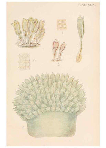 Reproducción/Reproduction 49551677763: The British Tunicata;. London,Printed for the Ray society,1905-12.. 