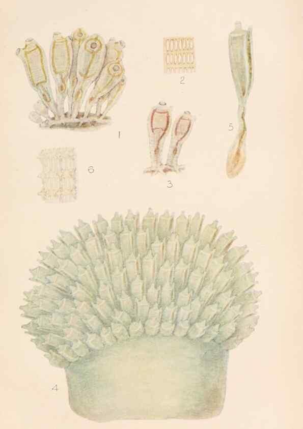 Reproducción/Reproduction 49551677763: The British Tunicata;. London,Printed for the Ray society,1905-12.. 