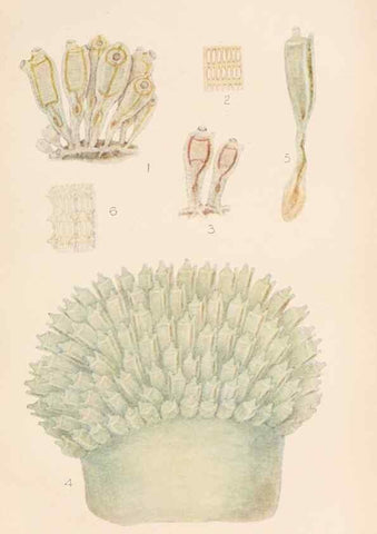 Reproducción/Reproduction 49551677763: The British Tunicata;. London,Printed for the Ray society,1905-12.. 