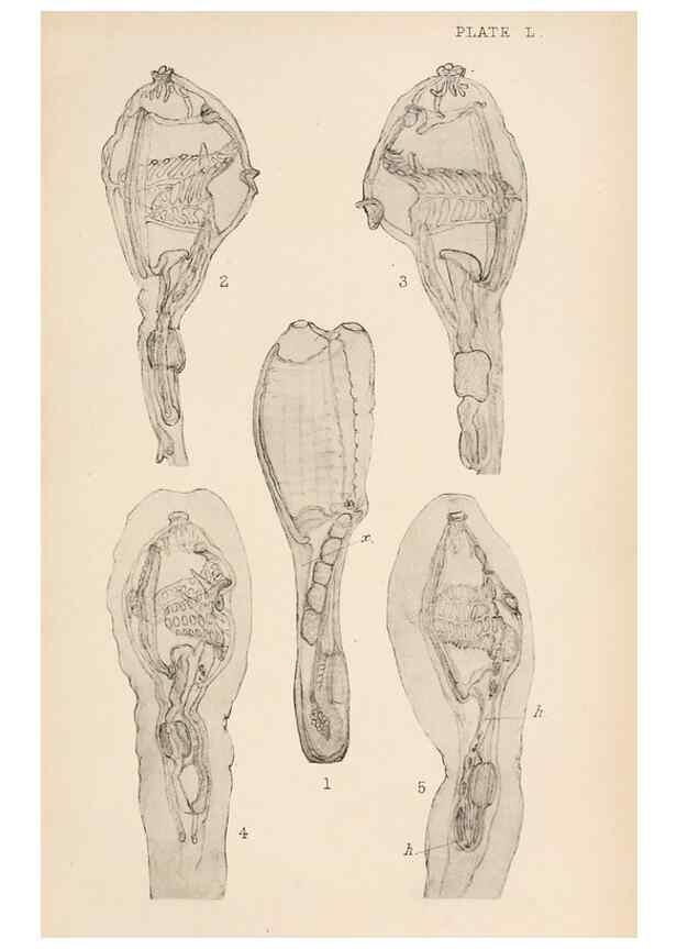 Reproducción/Reproduction 49552412302: The British Tunicata;. London,Printed for the Ray society,1905-12.. 