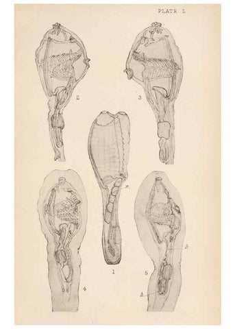 Reproducción/Reproduction 49552412302: The British Tunicata;. London,Printed for the Ray society,1905-12.. 