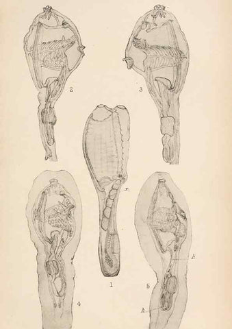 Reproducción/Reproduction 49552412302: The British Tunicata;. London,Printed for the Ray society,1905-12.. 