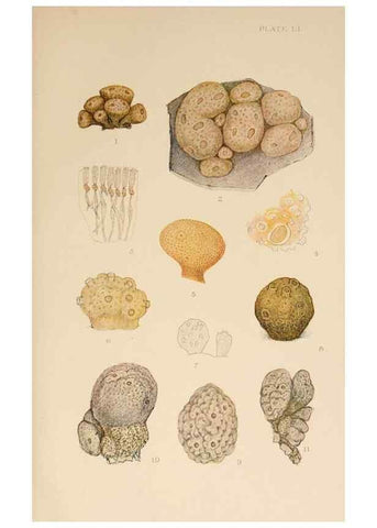 Reproducción/Reproduction 49552451327: The British Tunicata;. London,Printed for the Ray society,1905-12.. 