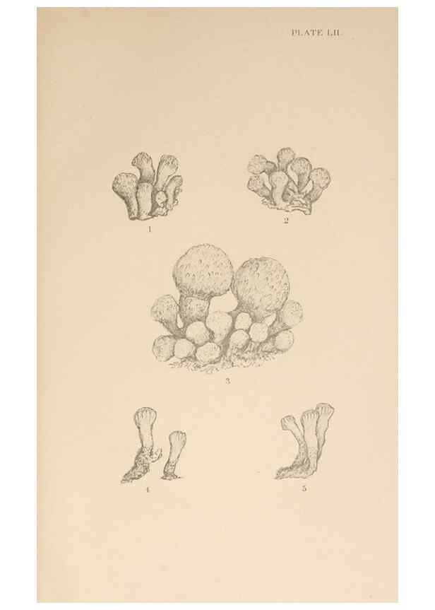 Reproducción/Reproduction 49552214616: The British Tunicata;. London,Printed for the Ray society,1905-12.. 